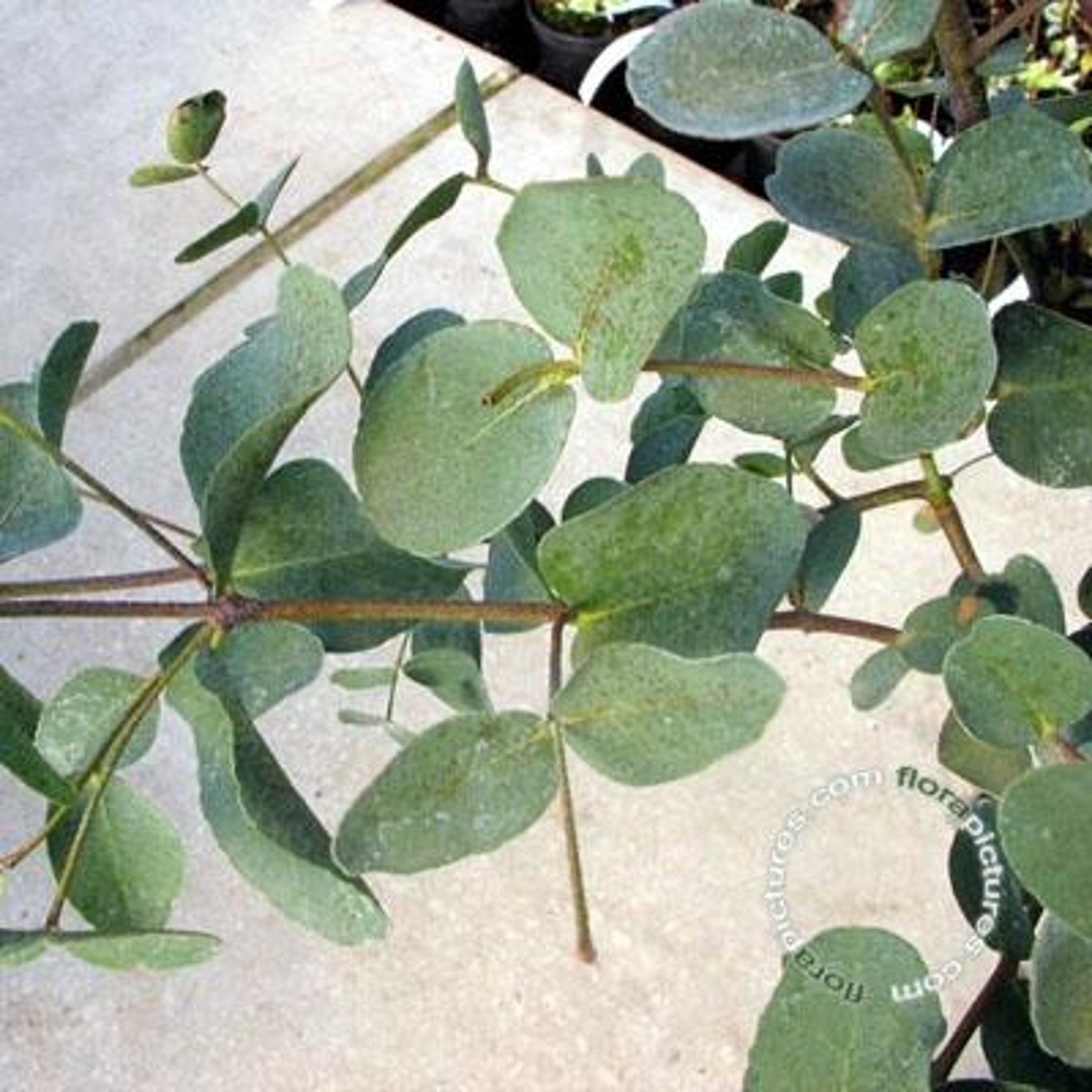 Snögummiträd – Eucalyptus gunnii - 90 CM Stem C15